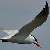 Caspian Tern  "Sterna caspia"